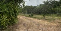 5 Acres in the Redlands