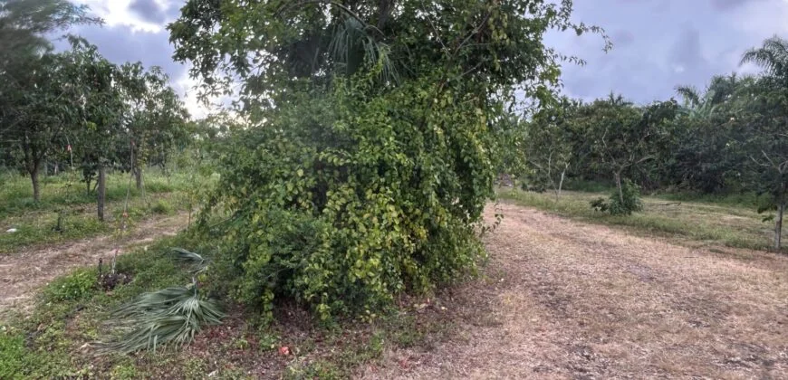5 Acres in the Redlands